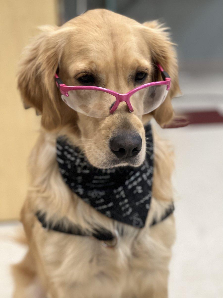 7 Fascinating Facts About How Dogs Breathe (and Smell the World)