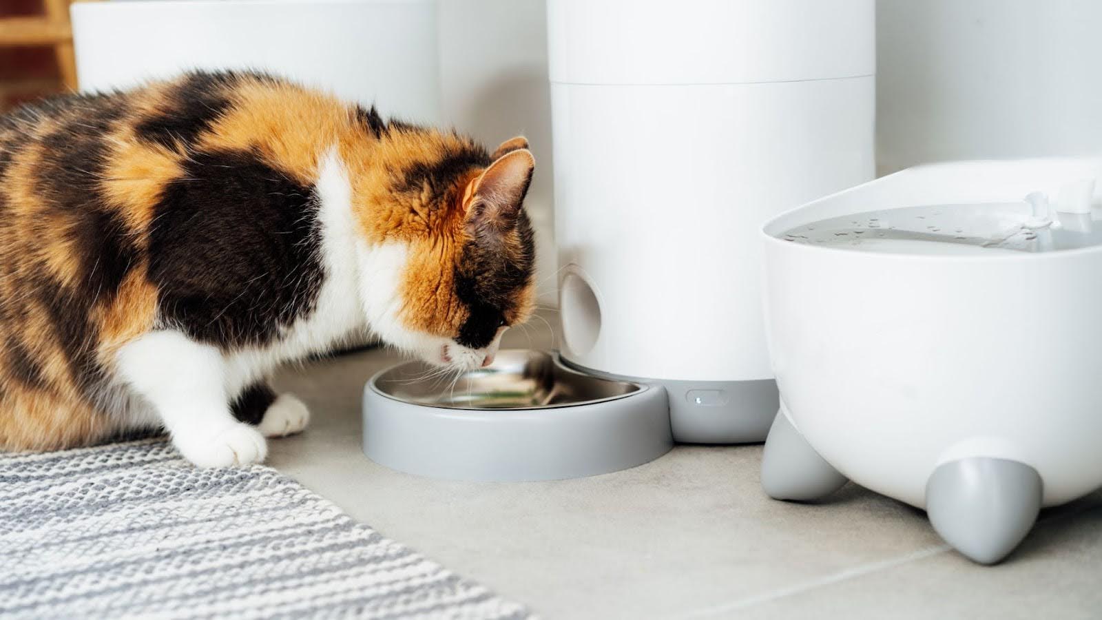 Smart Pets Gadgets Are Changing the Way We Care for Our Furry Companions