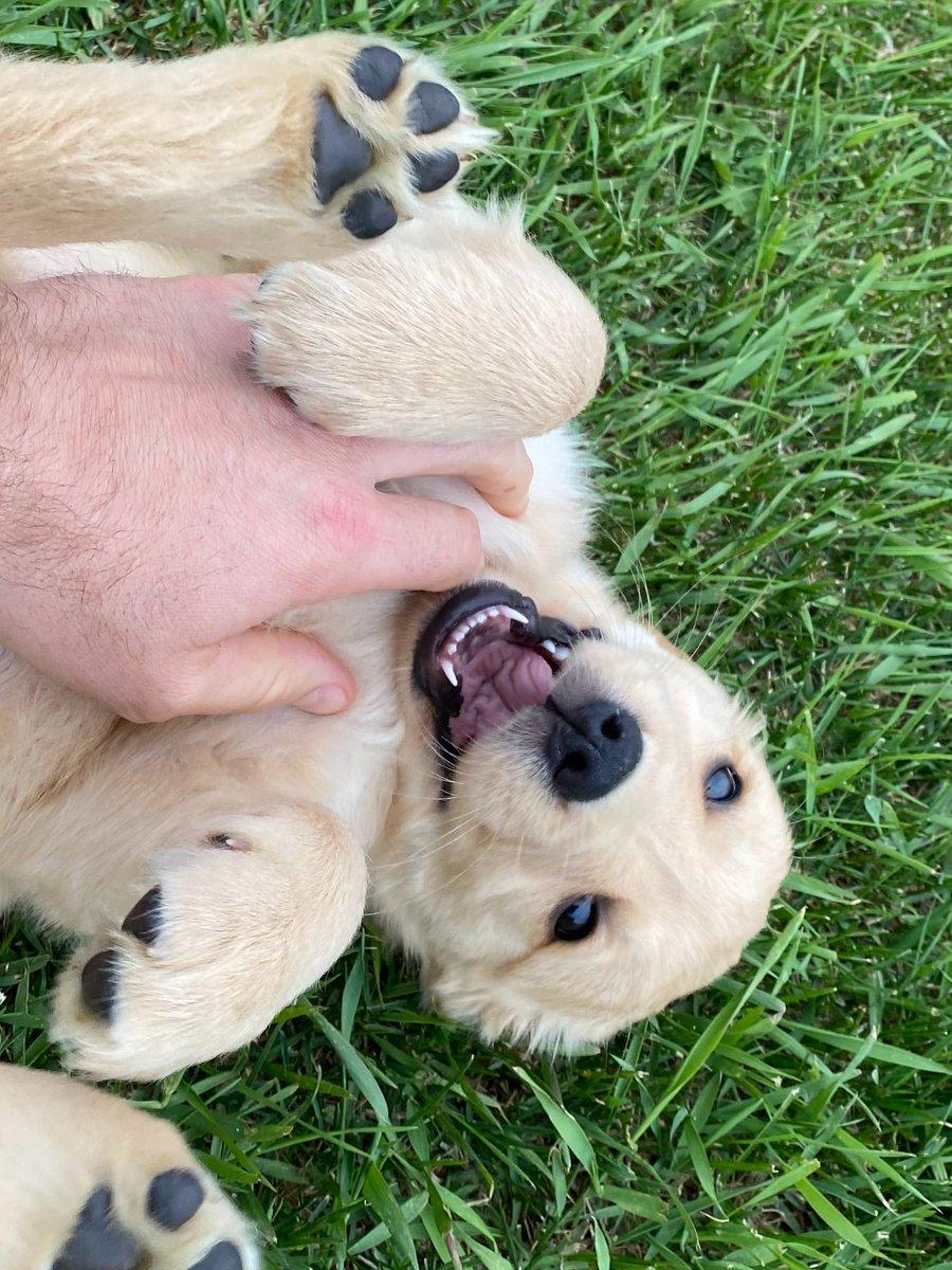 6 Realities You Must Accept Before Bringing Home a Puppy