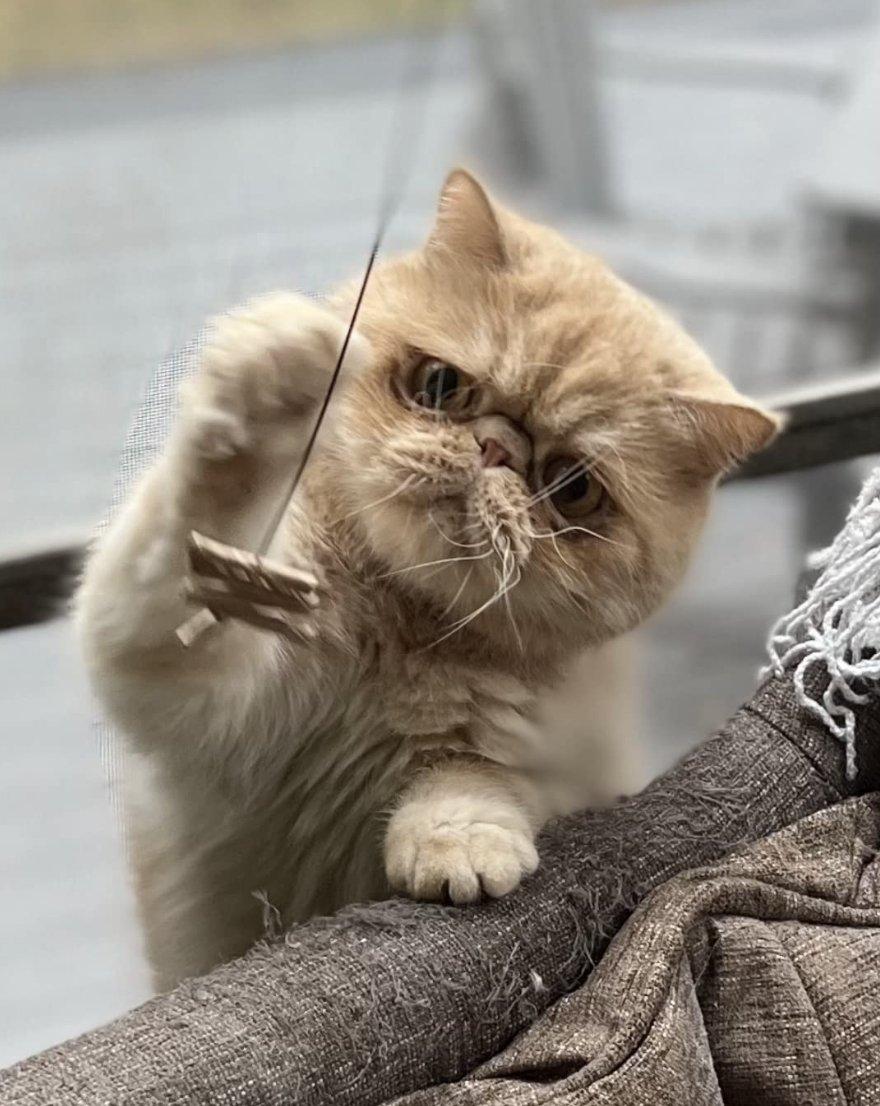 8 Cat Toys Your Kitty Will Actually Play With