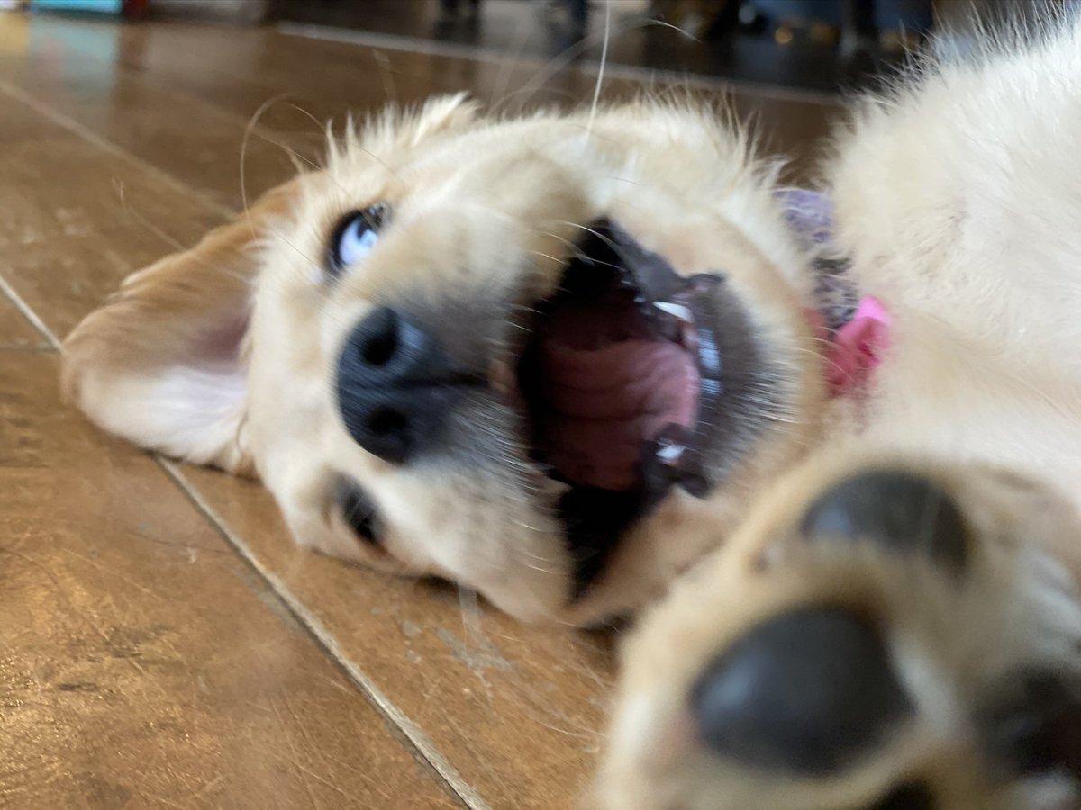 Property Damage Tiny Teeth, Big Trouble.jpg