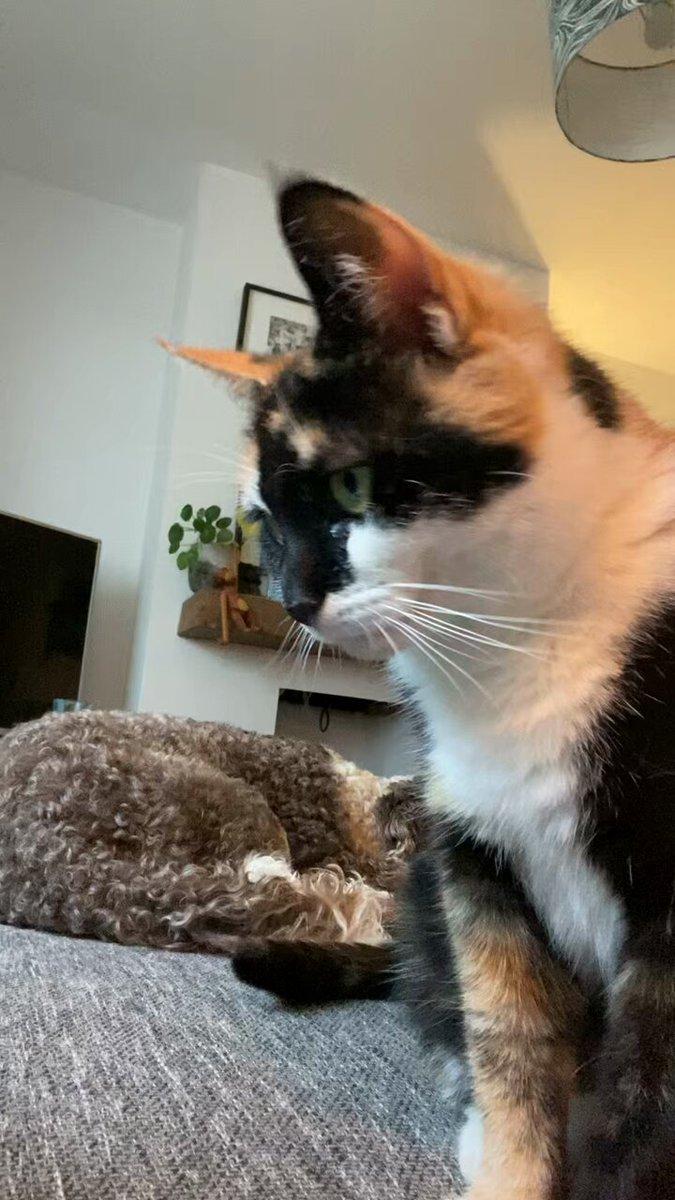 When the Cat Steals the Kibble.jpg