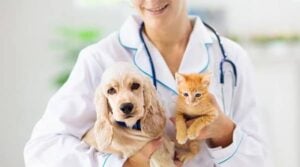 10 Essential Pet Care Tips Every New Pet Owner Should Know