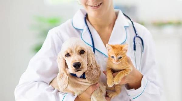 10 Essential Pet Care Tips Every New Pet Owner Should Know